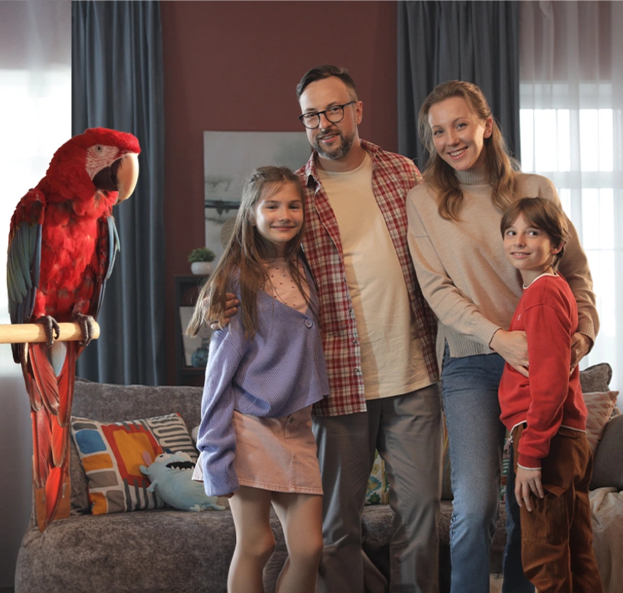 Banner Video